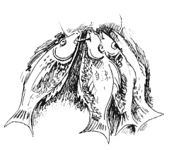 Иллюстрация к книге — Мандариновые острова [i_016.jpg]