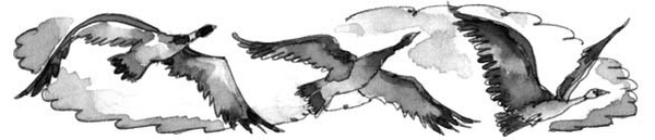 Иллюстрация к книге — На все цвета радуги [i_013.jpg]