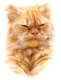 Иллюстрация к книге — Сказки Берендеева леса [i_002.jpg]