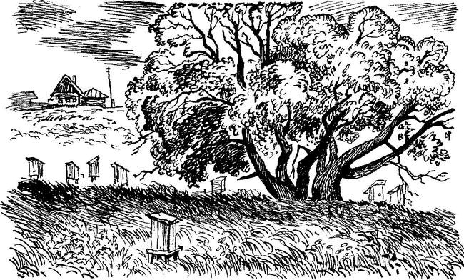 Иллюстрация к книге — Камешки на ладони [i_016.jpg]