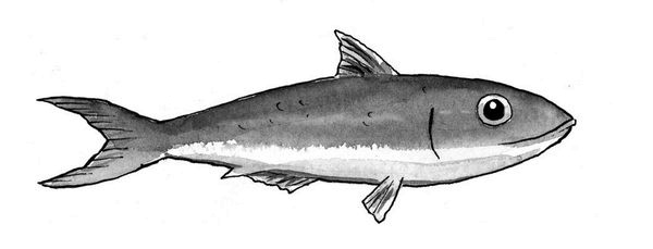 Иллюстрация к книге — Быть котом [i_021.jpg]