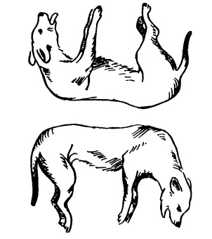 Иллюстрация к книге — Головоломки профессора Головоломки: сборник загадок, фокусов и занимательных задач [i_009.jpg]