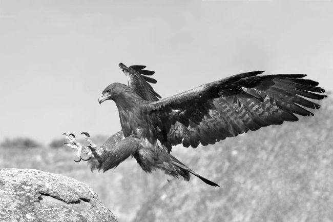 Иллюстрация к книге — Тайны эволюции [i_035.jpg]