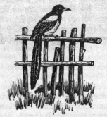 Иллюстрация к книге — Тайна наглой сороки [doc2fb_image_03000003.jpg]