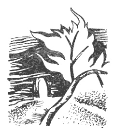 Иллюстрация к книге — Тайна монеты Каракаллы [i_020.jpg]