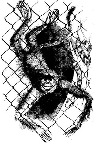 Иллюстрация к книге — Блин и зеленая макака [i_003.jpg]