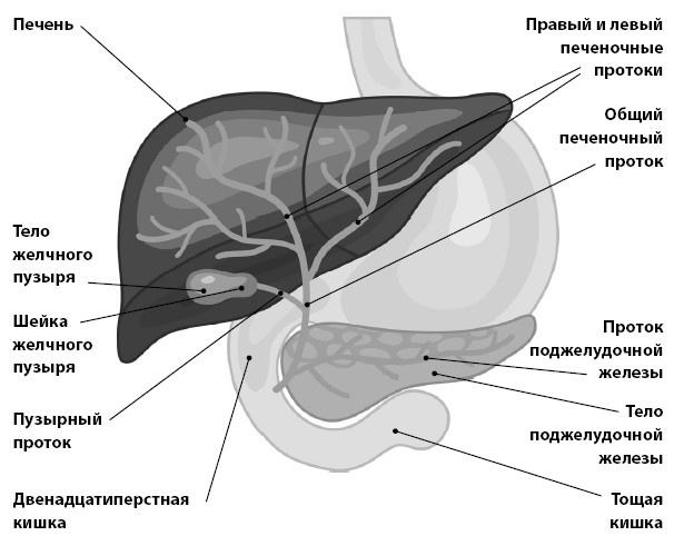 Иллюстрация к книге — Кишечник с комфортом, желудок без проблем [i_010.jpg]