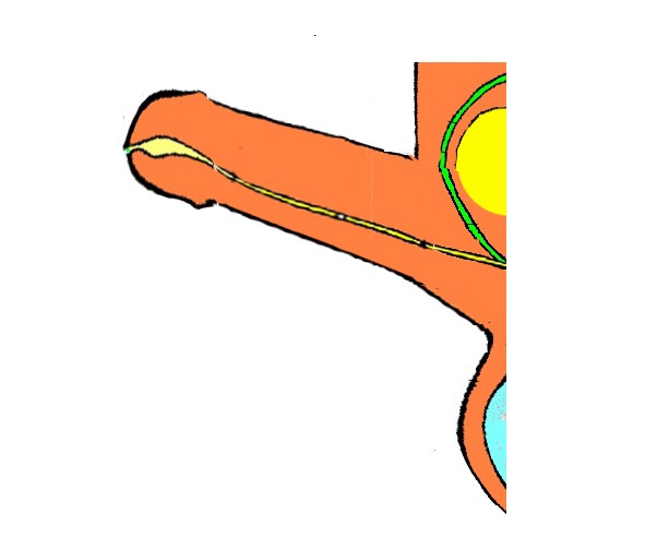 Иллюстрация к книге — Половое воспитание детей и подростков [image9_55f689724b46621515a73a49_jpg.jpg]