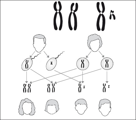 Иллюстрация к книге — Самая важная российская книга мамы. Беременность. Роды. Первые годы [i_012.jpg]