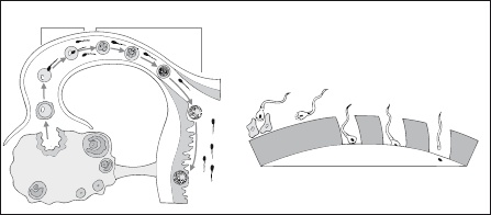 Иллюстрация к книге — Самая важная российская книга мамы. Беременность. Роды. Первые годы [i_040.jpg]
