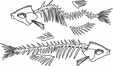 Иллюстрация к книге — Благодарный позвоночник. Как навсегда избавить его от боли. Домашняя кинезиология [_03.jpg]