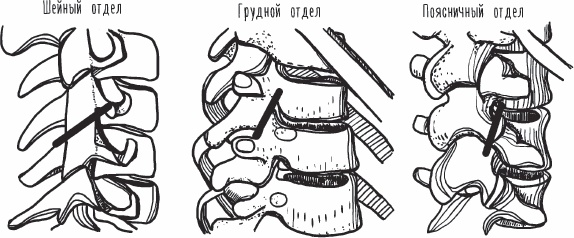 Иллюстрация к книге — Благодарный позвоночник. Как навсегда избавить его от боли. Домашняя кинезиология [_04.jpg]