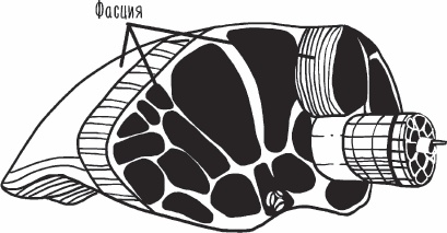Иллюстрация к книге — Благодарный позвоночник. Как навсегда избавить его от боли. Домашняя кинезиология [_10.jpg]