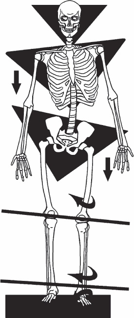 Иллюстрация к книге — Благодарный позвоночник. Как навсегда избавить его от боли. Домашняя кинезиология [_11.jpg]