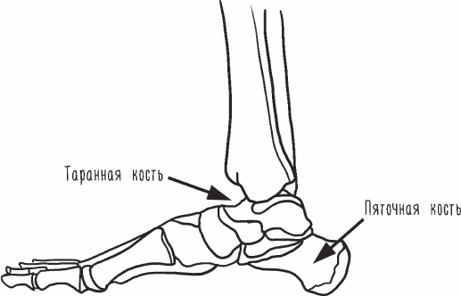 Иллюстрация к книге — Благодарный позвоночник. Как навсегда избавить его от боли. Домашняя кинезиология [_12.jpg]