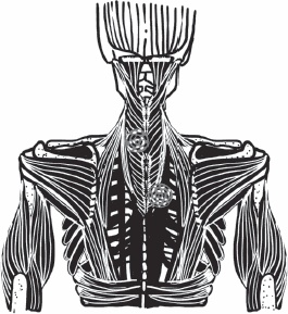 Иллюстрация к книге — Благодарный позвоночник. Как навсегда избавить его от боли. Домашняя кинезиология [_16.jpg]