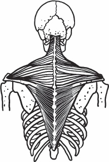 Иллюстрация к книге — Благодарный позвоночник. Как навсегда избавить его от боли. Домашняя кинезиология [_24.jpg]