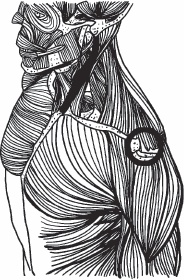 Иллюстрация к книге — Благодарный позвоночник. Как навсегда избавить его от боли. Домашняя кинезиология [_25.jpg]