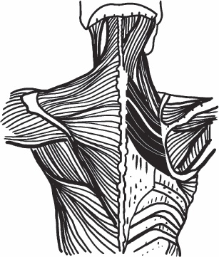 Иллюстрация к книге — Благодарный позвоночник. Как навсегда избавить его от боли. Домашняя кинезиология [_30.jpg]