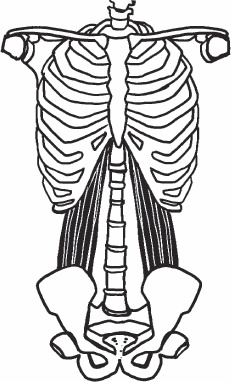 Иллюстрация к книге — Благодарный позвоночник. Как навсегда избавить его от боли. Домашняя кинезиология [_39.jpg]