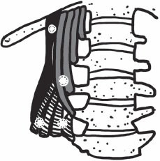 Иллюстрация к книге — Благодарный позвоночник. Как навсегда избавить его от боли. Домашняя кинезиология [_40.jpg]