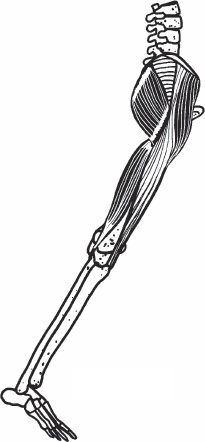 Иллюстрация к книге — Благодарный позвоночник. Как навсегда избавить его от боли. Домашняя кинезиология [_45.jpg]
