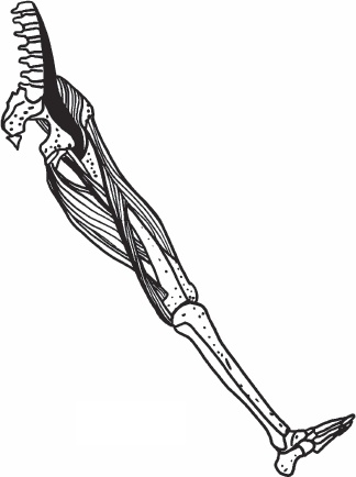 Иллюстрация к книге — Благодарный позвоночник. Как навсегда избавить его от боли. Домашняя кинезиология [_46.jpg]