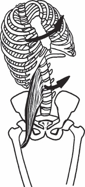 Иллюстрация к книге — Благодарный позвоночник. Как навсегда избавить его от боли. Домашняя кинезиология [_47.jpg]