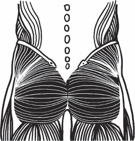 Иллюстрация к книге — Благодарный позвоночник. Как навсегда избавить его от боли. Домашняя кинезиология [_51.jpg]