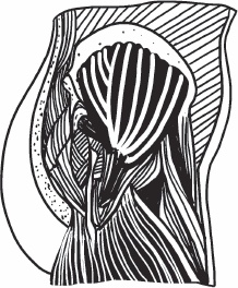 Иллюстрация к книге — Благодарный позвоночник. Как навсегда избавить его от боли. Домашняя кинезиология [_55.jpg]