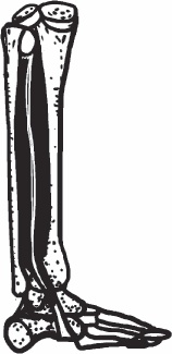 Иллюстрация к книге — Благодарный позвоночник. Как навсегда избавить его от боли. Домашняя кинезиология [_58.jpg]