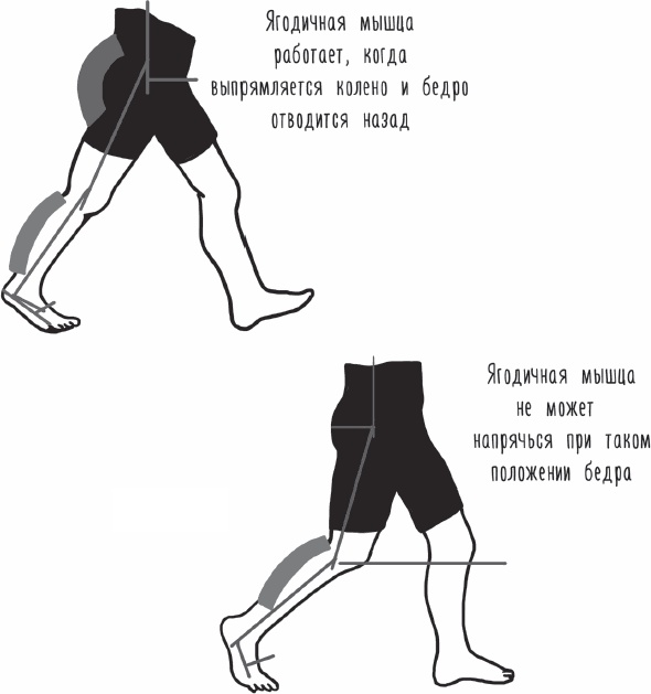 Иллюстрация к книге — Благодарный позвоночник. Как навсегда избавить его от боли. Домашняя кинезиология [_75.jpg]