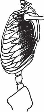 Иллюстрация к книге — Благодарный позвоночник. Как навсегда избавить его от боли. Домашняя кинезиология [_79.jpg]