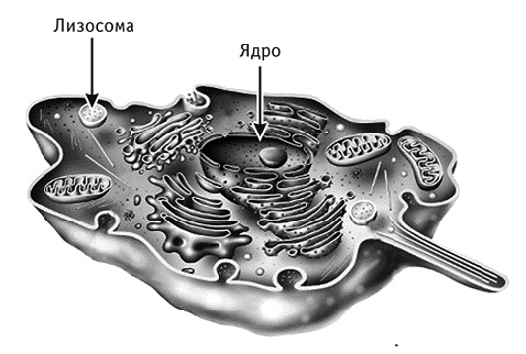 Иллюстрация к книге — Фрукторианство. Новый взгляд на эволюцию питания человека [_019.jpg]