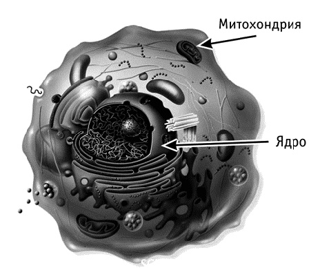 Иллюстрация к книге — Фрукторианство. Новый взгляд на эволюцию питания человека [_021.jpg]