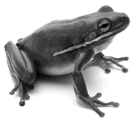 Иллюстрация к книге — Фрукторианство. Новый взгляд на эволюцию питания человека [_106.jpg]