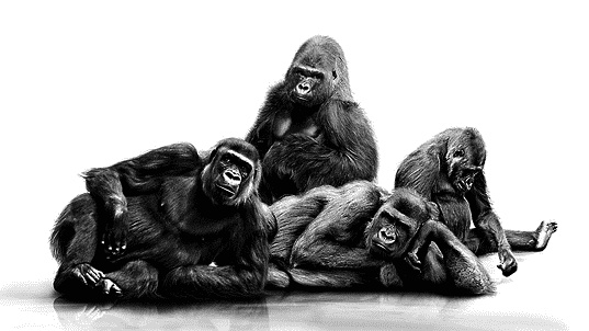 Иллюстрация к книге — Фрукторианство. Новый взгляд на эволюцию питания человека [_118.jpg]