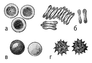 Иллюстрация к книге — Фрукторианство. Новый взгляд на эволюцию питания человека [_151.jpg]