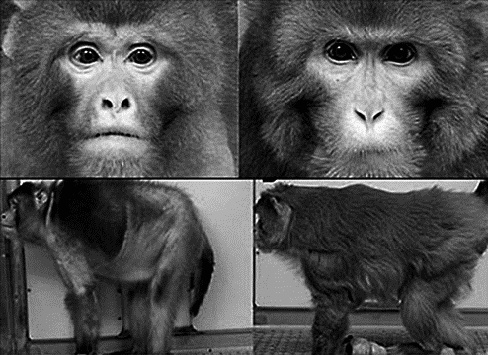 Иллюстрация к книге — Фрукторианство. Новый взгляд на эволюцию питания человека [_251.jpg]