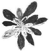 Иллюстрация к книге — Танго смерти [_37.jpg]