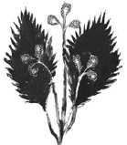 Иллюстрация к книге — Танго смерти [_51.jpg]