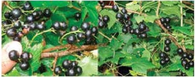 Иллюстрация к книге — Рабочий календарь дачника, или Рабочие будни на даче [b00000094.jpg]