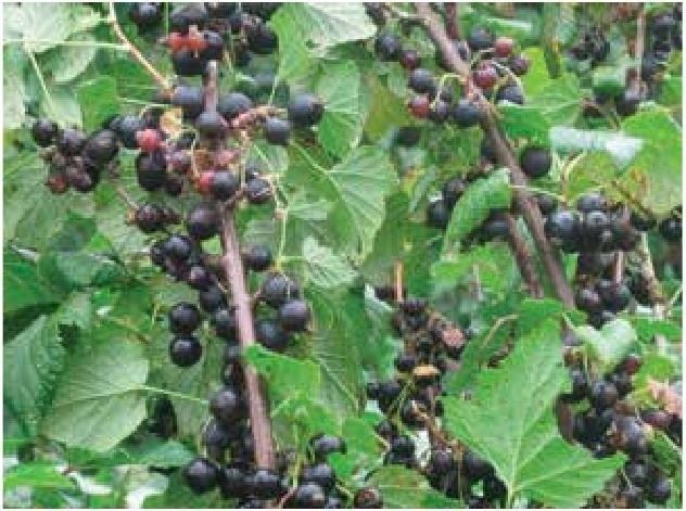 Иллюстрация к книге — Рабочий календарь дачника, или Рабочие будни на даче [b00000099.jpg]