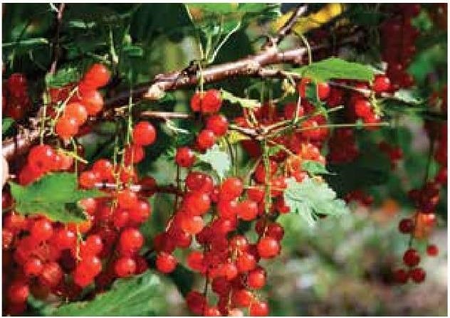 Иллюстрация к книге — Рабочий календарь дачника, или Рабочие будни на даче [b00000104.jpg]