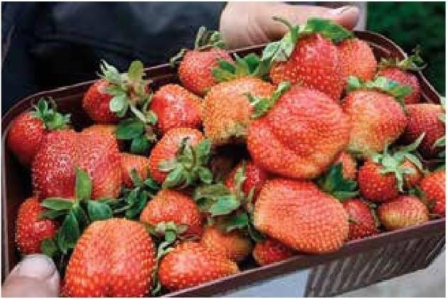 Иллюстрация к книге — Рабочий календарь дачника, или Рабочие будни на даче [b00000125.jpg]