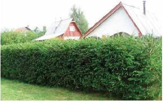 Иллюстрация к книге — Рабочий календарь дачника, или Рабочие будни на даче [b00000430.jpg]