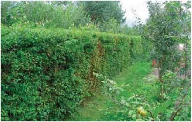 Иллюстрация к книге — Рабочий календарь дачника, или Рабочие будни на даче [b00000431.jpg]