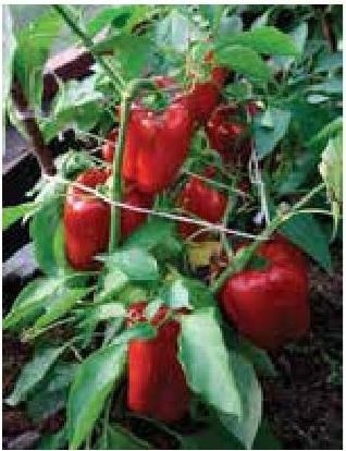 Иллюстрация к книге — Рабочий календарь дачника, или Рабочие будни на даче [b00000505.jpg]