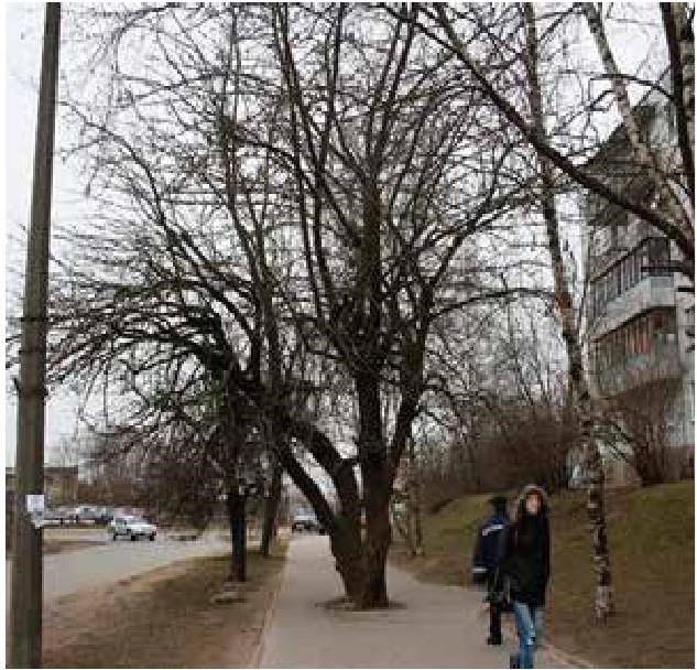 Иллюстрация к книге — Рабочий календарь дачника, или Рабочие будни на даче [b00000592.jpg]