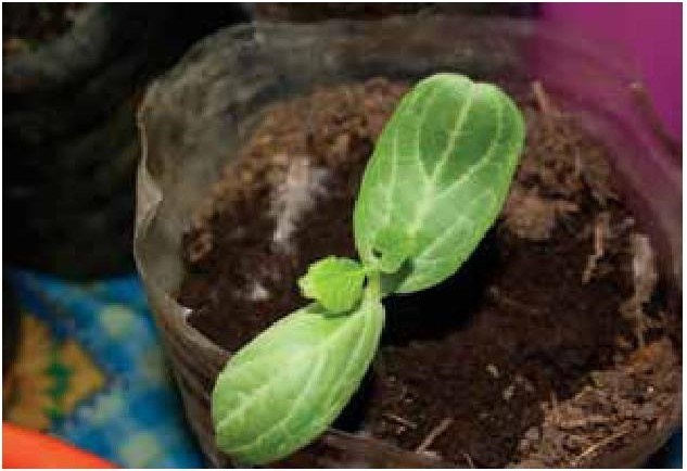 Иллюстрация к книге — Рабочий календарь дачника, или Рабочие будни на даче [b00000603.jpg]